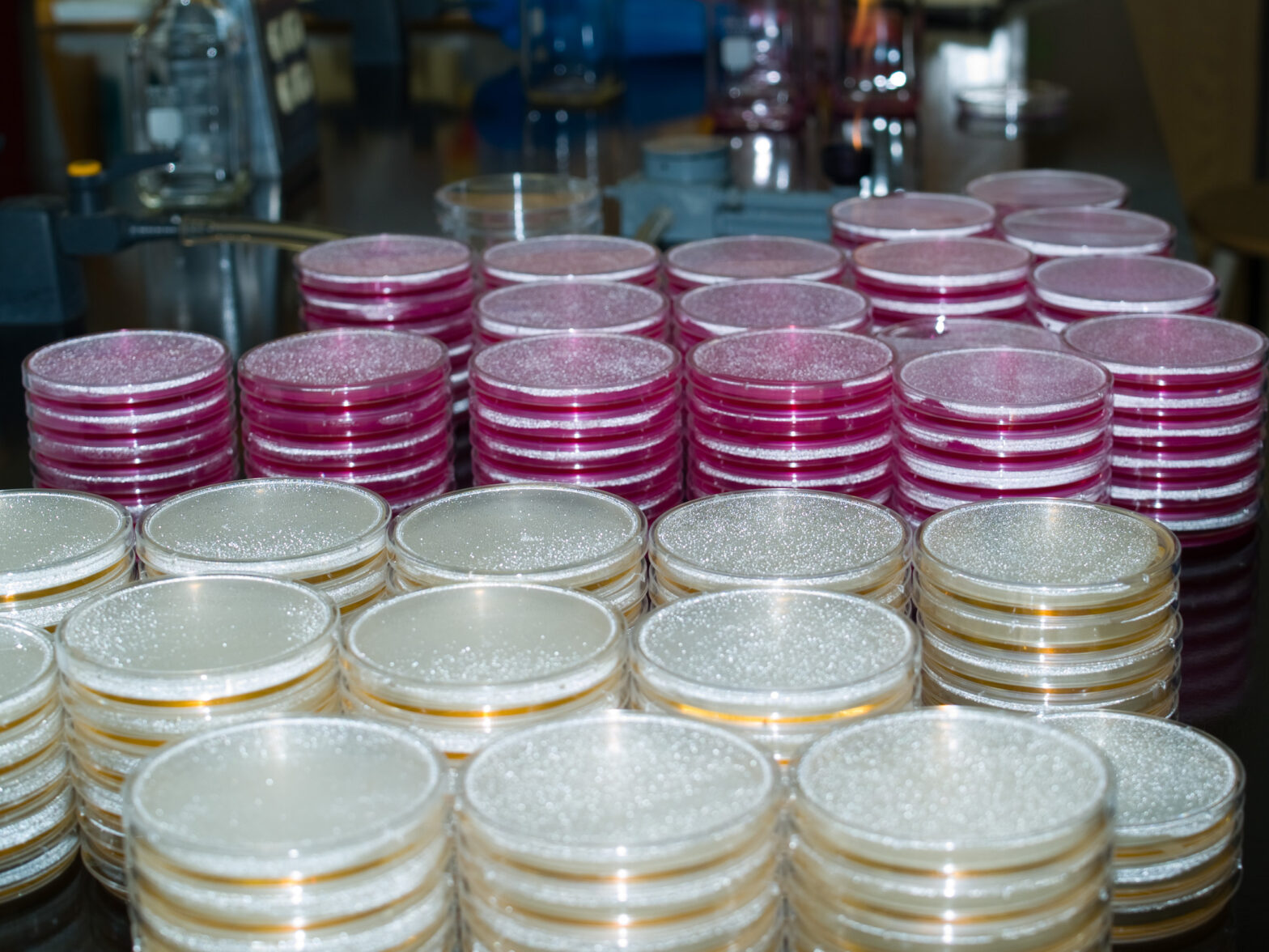 lab testing targets petri dishes